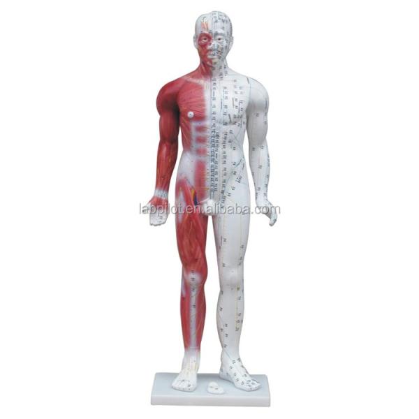 Meridian Demonstration Deluxe Human Acupuncture Model 84CM With Muscle for Education