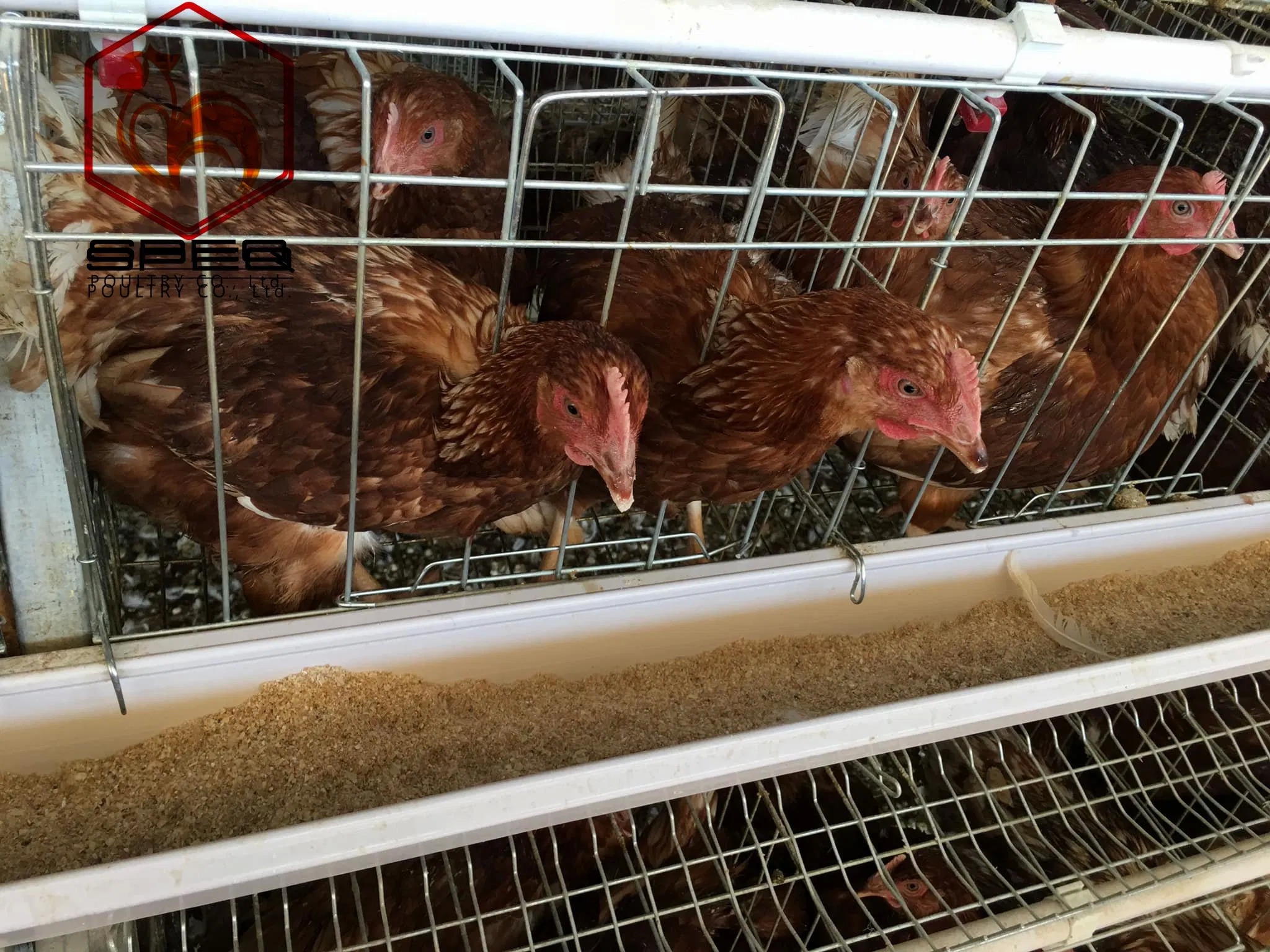 Automatic Layer Chicken Cage System Galvanized Structure For Efficient Farming