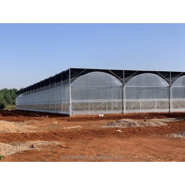 Intelligent Greenhouse For Tomato Cultivation Multi Span Film Green House By Shine Tech