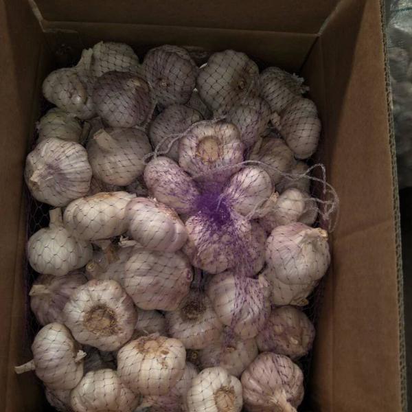 China fresh garlic export to Brazil by Pioneer garlic group. 6.0 cm normal white garlic.