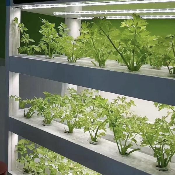 Крыша с формой формы большого размера Тепличный контейнер Крыша для листовых овощей