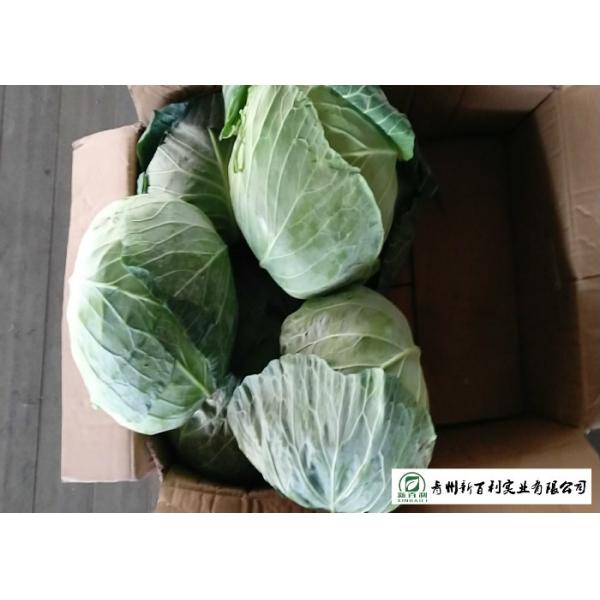 No Pesticide Residue Fresh Green Cabbage For Simmering / Mixing / Simmering