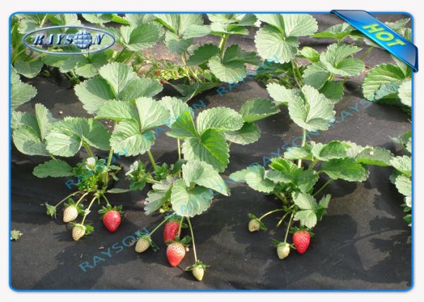 Biodegradable Heavy Duty Agricultrual Non Woven Cover In Black Color 1.5OZ 40gsm To 100gsm