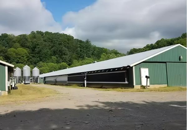 Durable Steel Poultry House Automatic Feeding System with Hopper and Auger