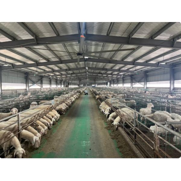 Galvanized anti-corrosion large span steel structure aquaculture agricultural building