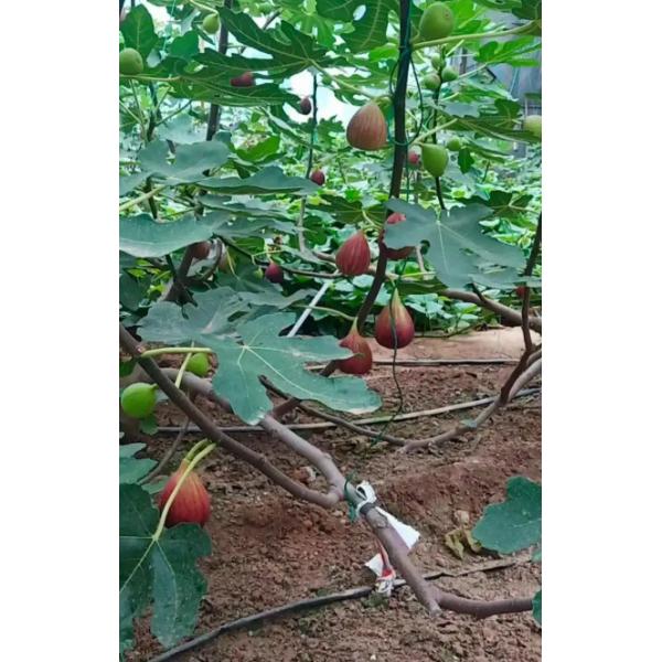 Higos secos saludables de alta nutrición Ficus Carica Linn Progesterona natural HIGOS