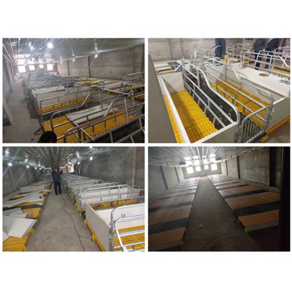 New Design Pigs Gestation Crate for Sows Gestation Stalls Animal Cages