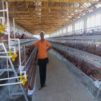 90/96/120/128/160 d'oiseaux posent le système de cage de poulet cultivant des rangées du type 3 ou 4