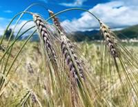 Peptídeos Amoros Redutores de Multifissuras Especializados de Hortaliças Highland
