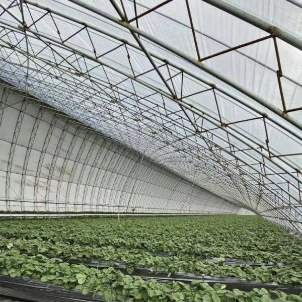 Aquaculture Made Easy with Seeding Breening Sunlight Greenhouse 30-Day Return Refunds