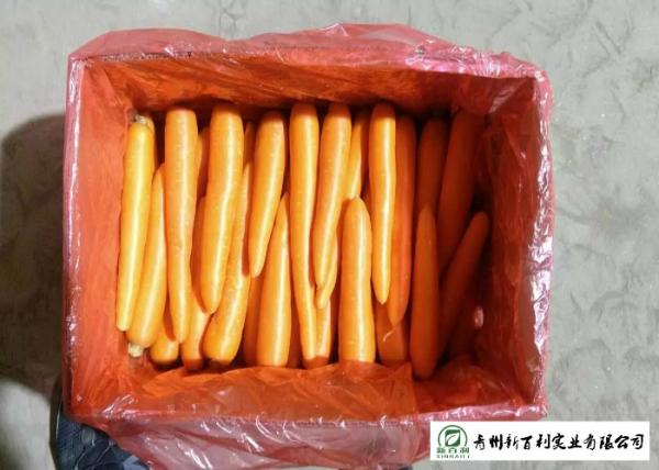 Quality A Little Finger Carrots S / M / L / 2L Size Supply To Supermarket