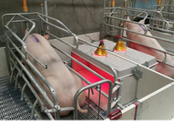 baby pig used nursery weaning crate weaning fence for piglets