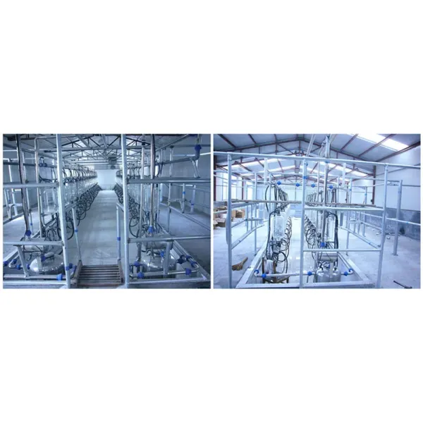 Herringbone Milking Parlor System with ISO Specification and Automatic Cup Remover for Dairy Cow Farms