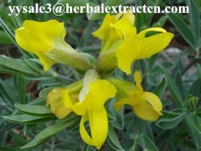 DMF Cytisine 98% HPLC, Baptitoxine, Sophorine, CAS: 485-35-8, White or PALE yellow powder,manufacturer,Shaanxi Yongyuan