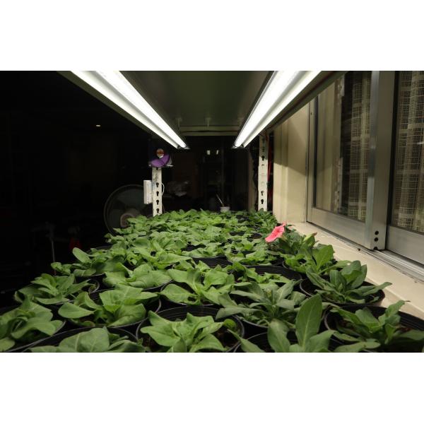 SMD2835 SMD3030 Waterproof LED Grow Light Full Spectrum For Indoor Plants Vegetables