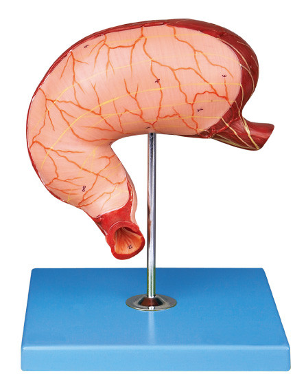 Shows the Longitudinal and Circular Muscle of Stomach Model for Hospitals Teaching