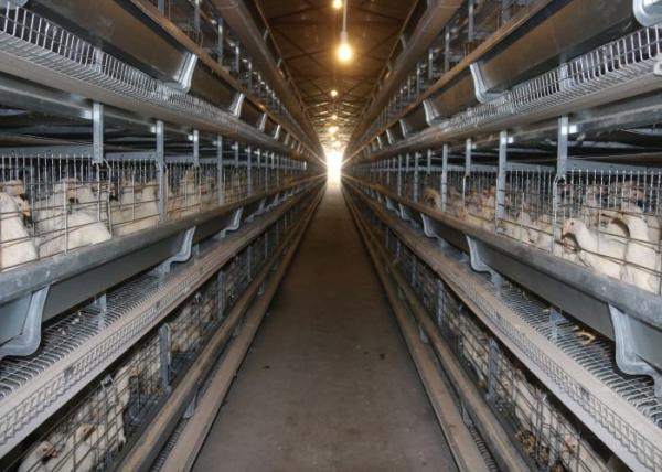 Automatic Chick Rearing Cage Chicken Cage For Laying Eggs 15-20 Years Lifespan
