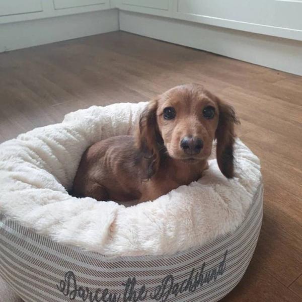 Cream Striped Snuggle Calming Dog Bed OEM ODM Covered Dog Bed Calming Dog Bed Dog Mattress Bed