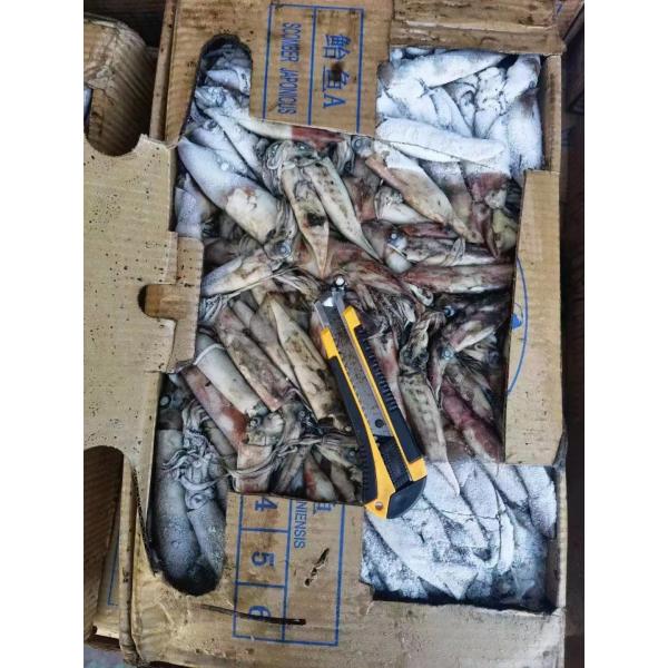 Whole Round Good Color BQF Frozen Indian Squid 100g Down