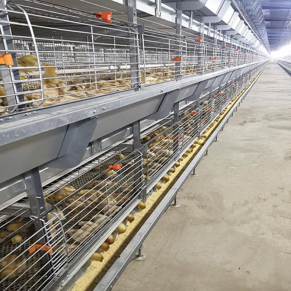 Q235 Steel Broiler Cage System , 108-144 Birds 4 Tier Layer Cage
