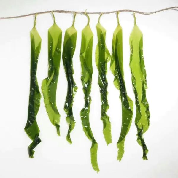 Japanese Ingredient Brown Algae Dried Kelp Kombu Sprouts Nutrient Rich Superfood With HACCP Certification
