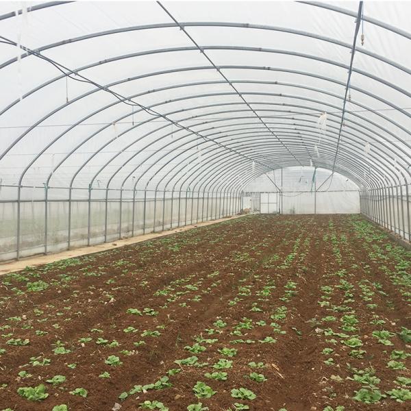 Galvanized Steel Single-span Tunnel Greenhouse for Growing Vegetables Fruits Flowers
