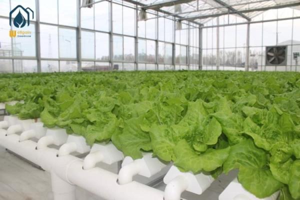 NFT Hydroponic Grow Pipe System For Lettuce And Herbs With Hydroponic NFT Pipe