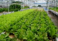 Système de culture d'eau profonde à recirculation commerciale personnalisable pour la culture des légumes