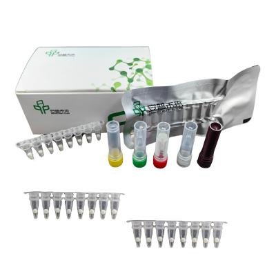 Kit de detecção de patógenos por fluorescência de Vibrio vulnificus EXO com detector isotérmico