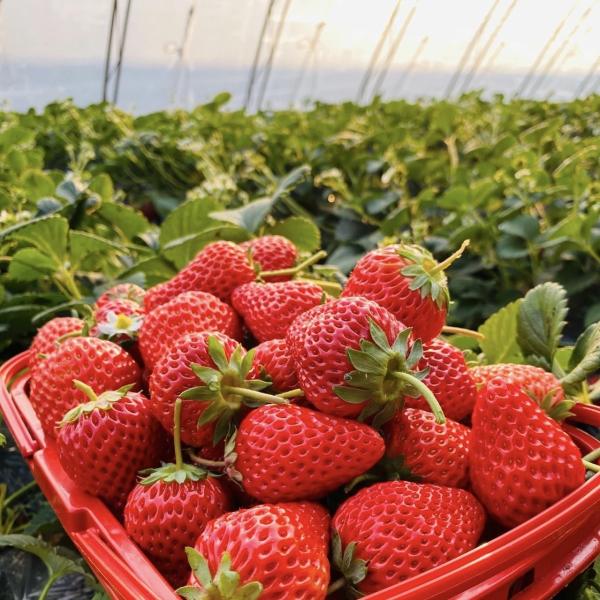 Water Pipe Tunnel Greenhouse for Agriculture and Vegetables in Greenhouse Farming