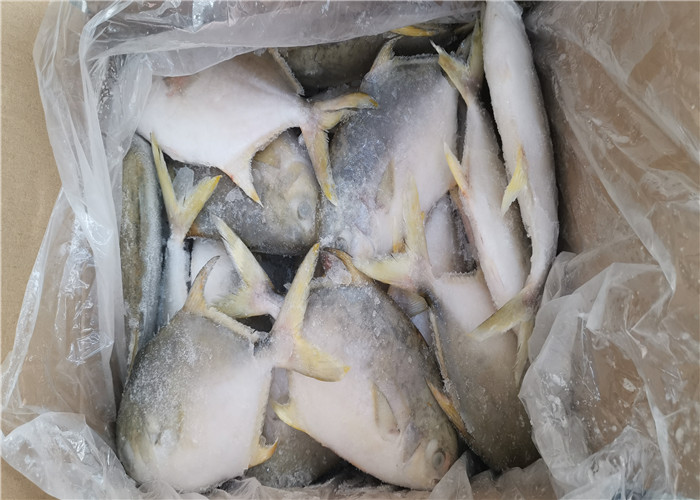 6 жирных кислот брама ранга 400G-500G замороженный золотой