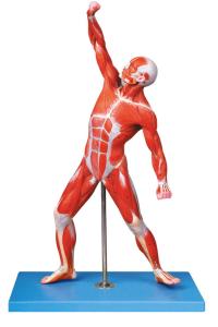 Muscles of Male Anatomy Model 69 positions display traing model