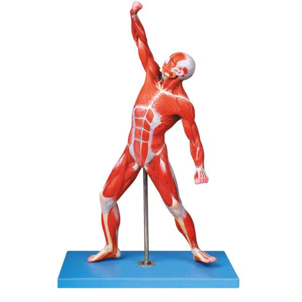 Muscles of Male Anatomy Model 69 positions display traing model