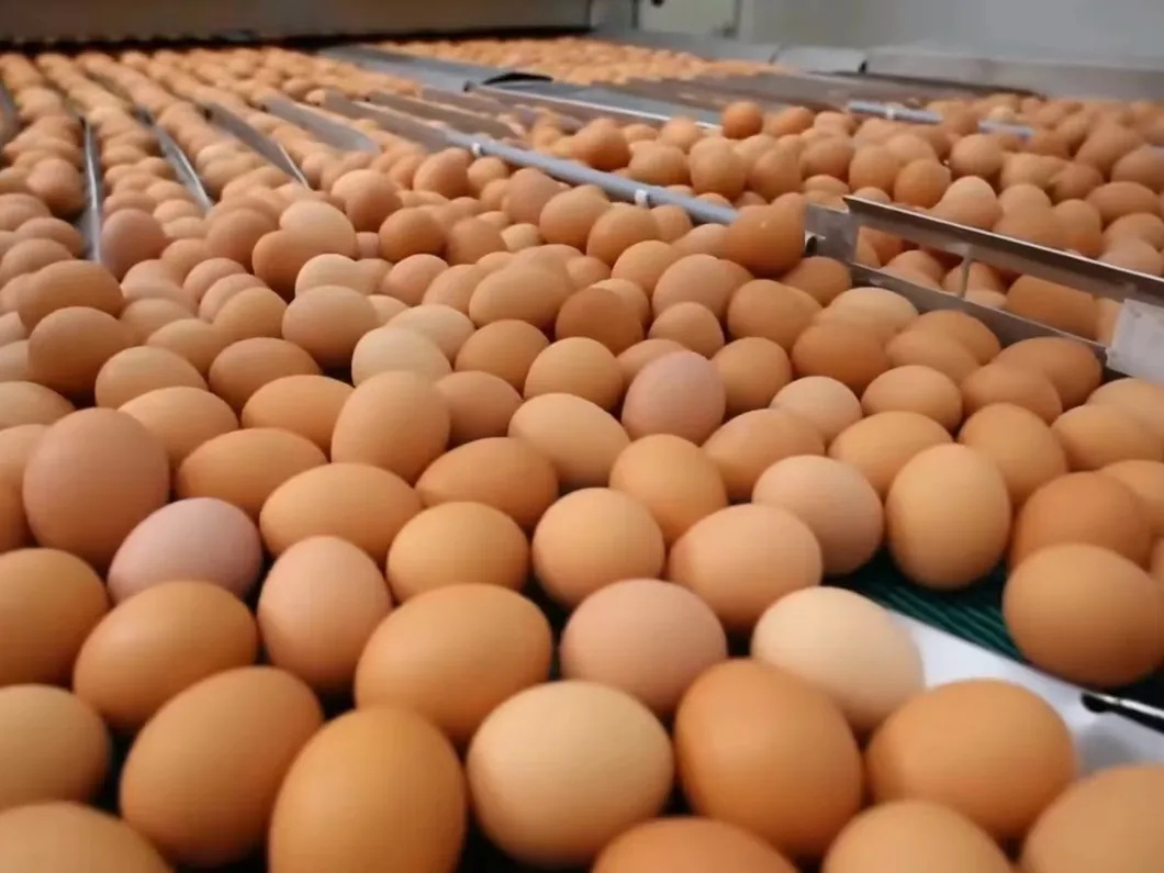 H Type Layer Cage System High Space Utilization Chicken Laying Cage For Farming