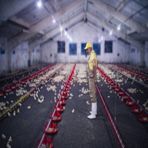 Labor-Saving Integrated Poultry House with Automated Feeding System, Forced