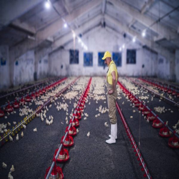 Labor-Saving Integrated Poultry House with Automated Feeding System, Forced Ventilation, and High Energy Efficiency