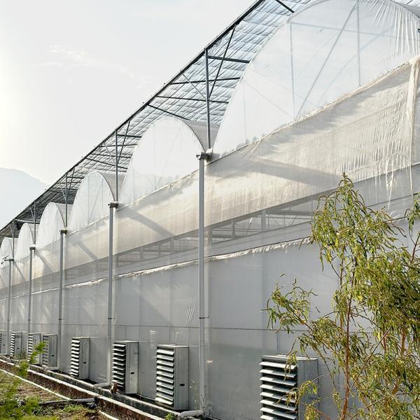 Serre en plastique poly commercial galvanisée à plusieurs travées