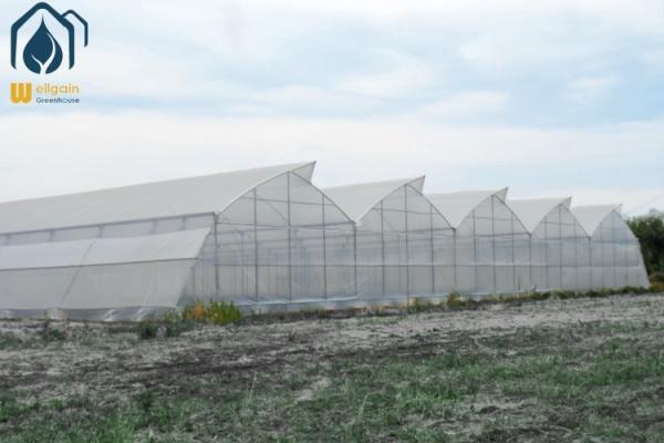 Invernadero moderno agrícola tropical multi-tramos de fácil instalación y bajo mantenimiento
