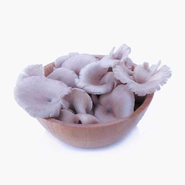 China HACCP BRC IQF Frozen Baby Oyster Mushroom Product
