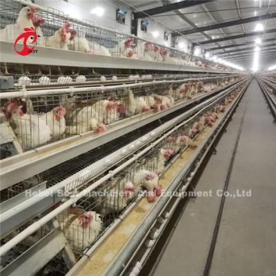 Tipo moderno equipamento automático de H da gaiola da galinha das aves domésticas 20 anos de Ada do tempo