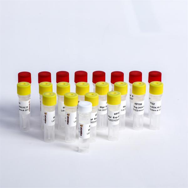 Multiplex Oligos 1 NGS Library Construction For Illumina K002-A/192 Rxns