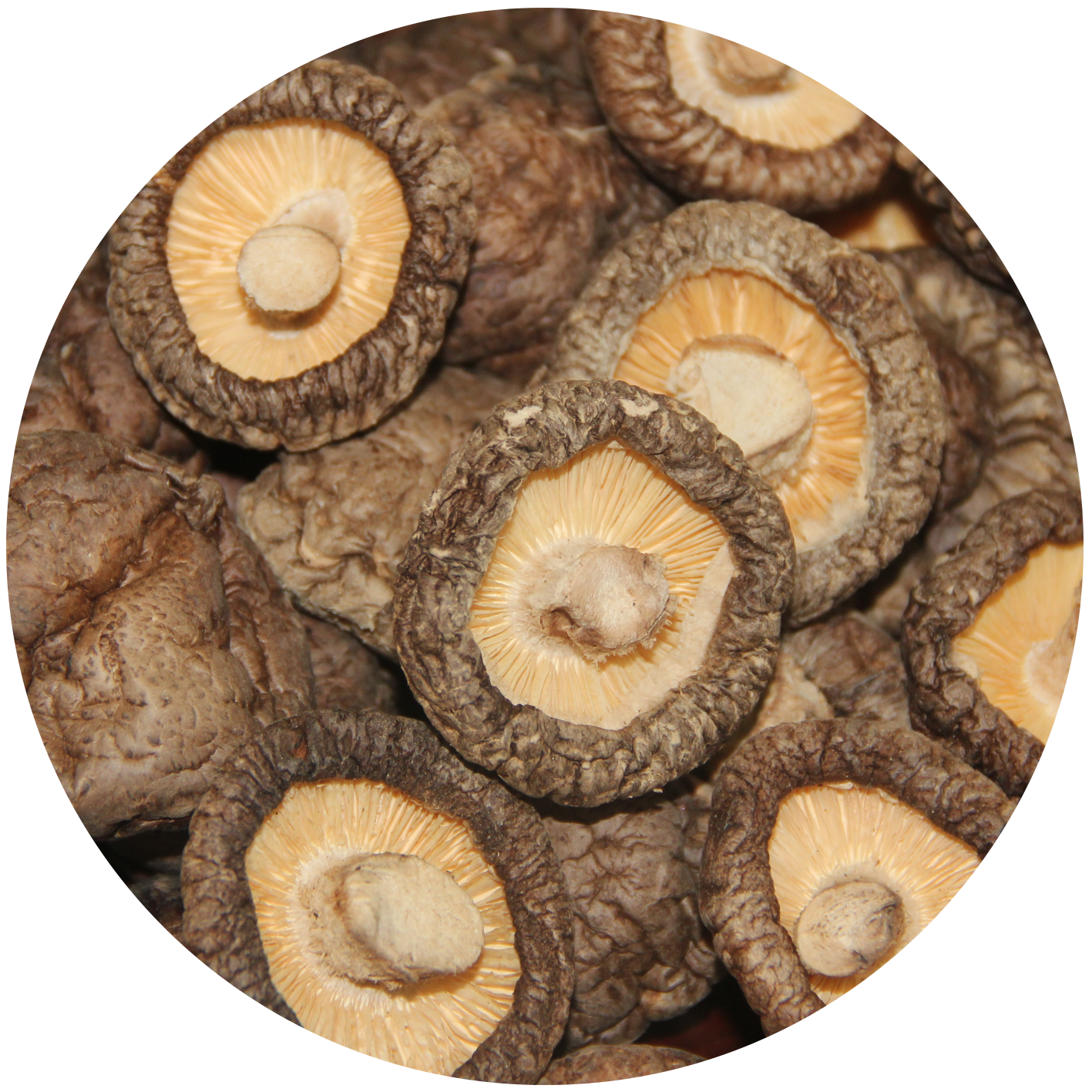 1Kg Dry Stem  Dried  Shiitake Mushroom