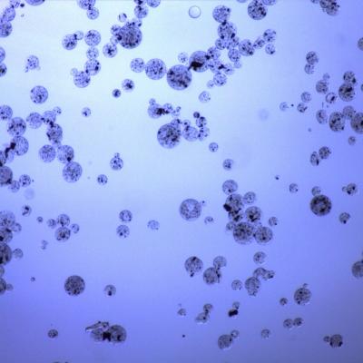 Carboxyl Magnetic Agarose Beads For Protein Purification 20% Volume Ratio 50 mL