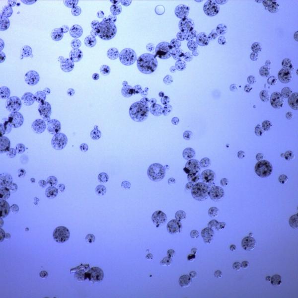 Карбоксильные магнитные шарики агарозы на коэффициент тома очищения 20% протеина