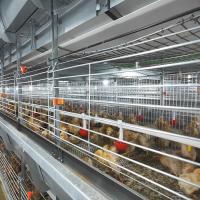 136 pássaros/grupo Chick Rearing Cage
