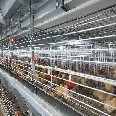136 pássaros/grupo Chick Rearing Cage