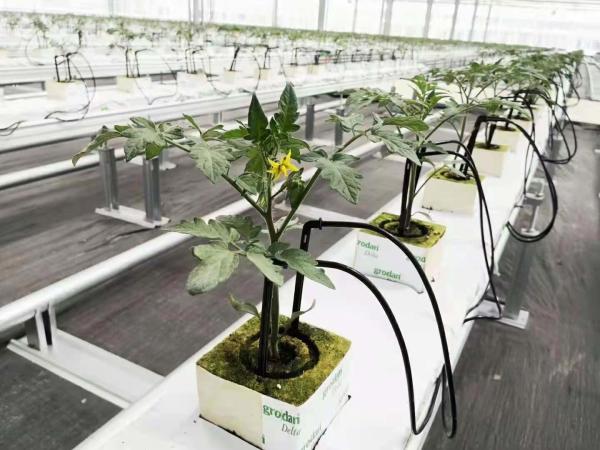 Blackout Mushroom Greenhouse for Large-Scale Mushroom Production and Cultivation