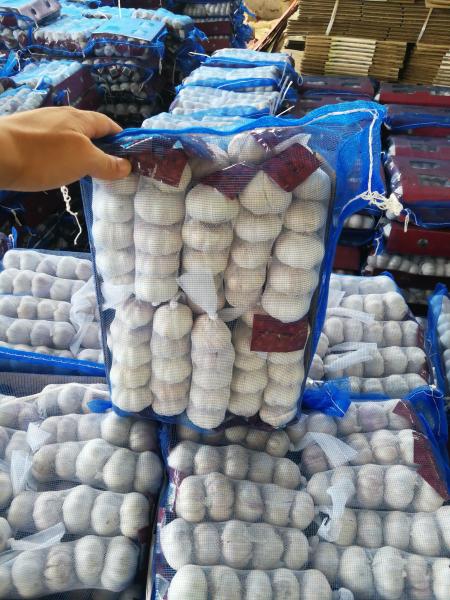 Garlic to Jordan by Pioneer garlic group in China; 5.0-5.5cm normal white garlic.
