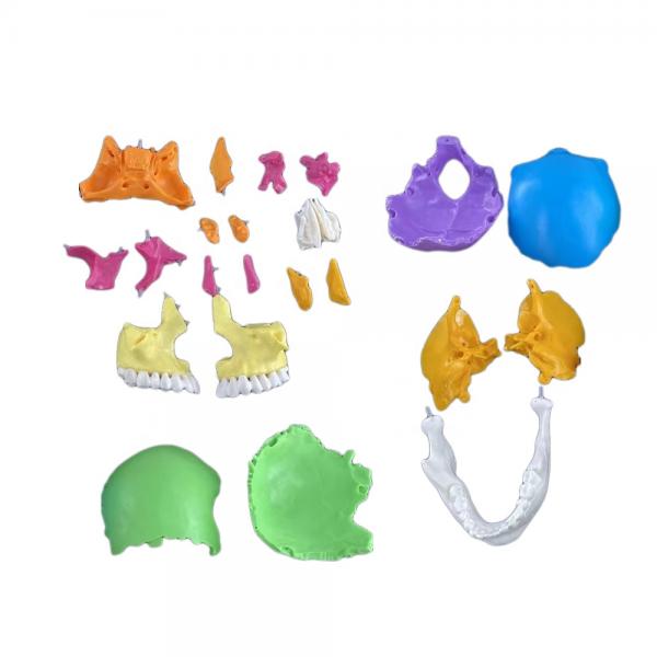22 Part Skull Model Colored Bones Anatomical Demonstration Teaching Medical Model