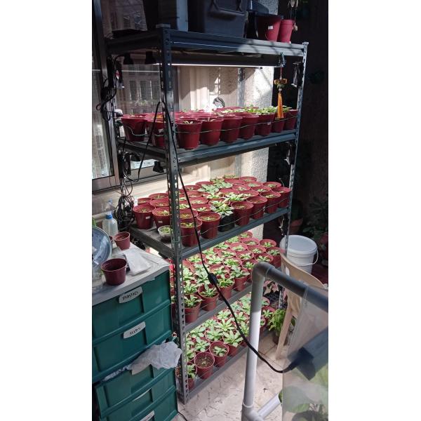 Indoor Garden Starter Kit Hydroponics Led Grow Lights 50w Dual Head For 4x4 Tent